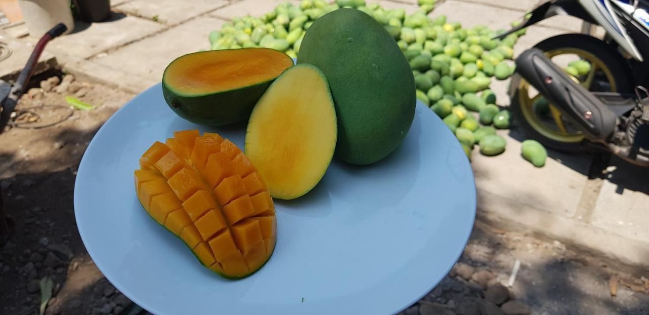 Mango Tree Inn Pemuteran  Luaran gambar